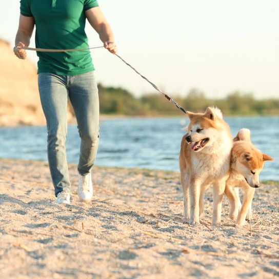Perro, mamífero, vertebrado, Canidae, raza de perro, correa, carnívoro, paseo de perros, perro de compañía, Akita Inu paseando por la playa