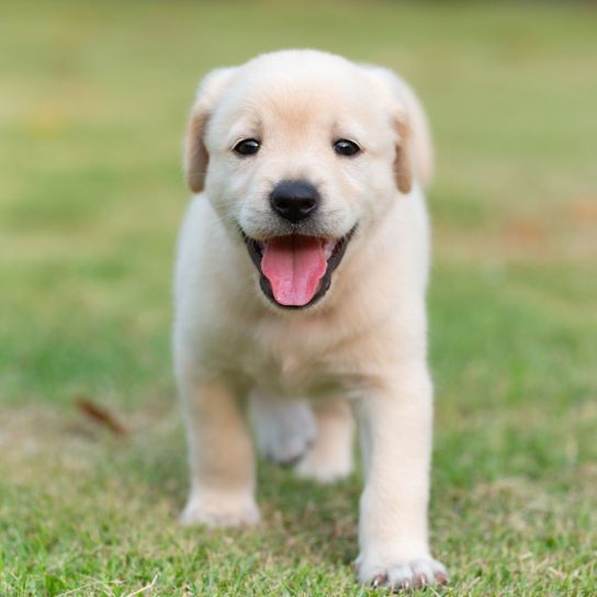 Perro, Mamífero, Vertebrado, Raza de perro, Canidae, Raza similar al Labrador Retriever, Cachorro, Retriever, Carnívoro, Grupo deportivo, Cachorro de Golden Retriever en color crema