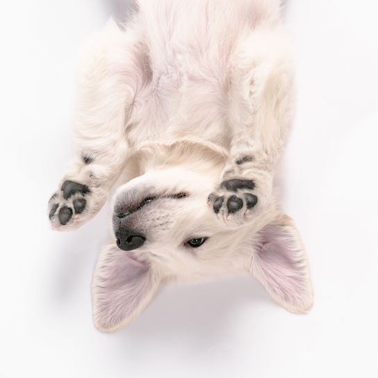 Canidae, cachorro, pata, joven cachorro de golden retriever blanco, pequeño perro blanco pero que pronto se convierte en un gran perro de pelo largo y raza muy popular, perro guía