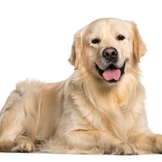 Perro, mamífero, vertebrado, raza de perro, Canidae, golden retriever rubio, retriever, carnívoro, perro de compañía, grupo deportivo, perro familiar, perro guía