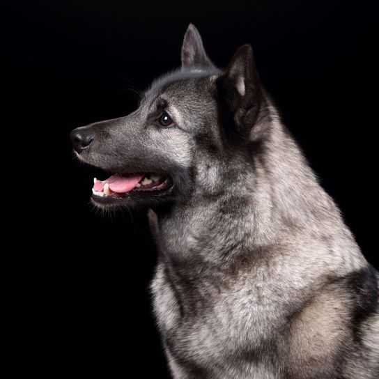 perro, mamífero, vertebrado, cánido, raza de perro, xtgrey perro alce noruego negro sobre fondo negro, carnívoro, hocico