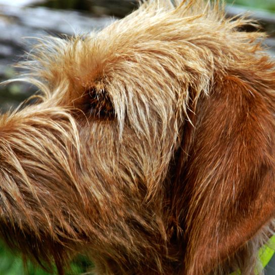 Griffon Fauve de Bretagne, raza de perro francesa, perro de Francia, pelo áspero, pelo de alambre, perro de caza, perro de familia, perro rojo