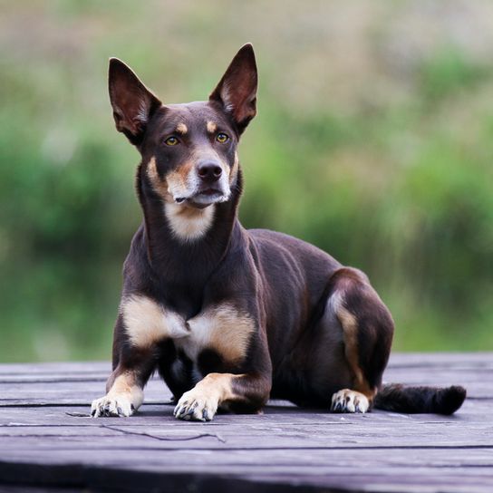 Kelpie australiano, perro con las orejas paradas, perro marrón bronceado, raza australiana, perro pastor, perro pastor