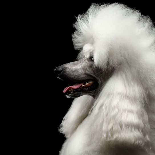 Perro, Canidae, mamífero, caniche estándar, raza de perro, caniche, caniche gigante, caniche rey en blanco con corte de pelo, peluquería canina para caniche, nariz, perro de compañía,