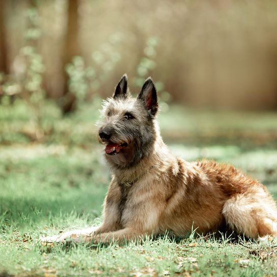Laekenois, retrato, raza de perro de Bélgica, perro pastor belga, perro de pelo de alambre, perro pastor con pelaje áspero, raza de perro grande, orejas puntiagudas en perro, perro tumbado en un prado verde