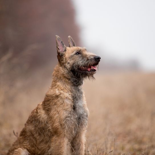 Laekenois, retrato, raza de perro de Bélgica, perro pastor belga, perro de pelo de alambre, perro pastor de pelo áspero, raza de perro grande, orejas puntiagudas en perro