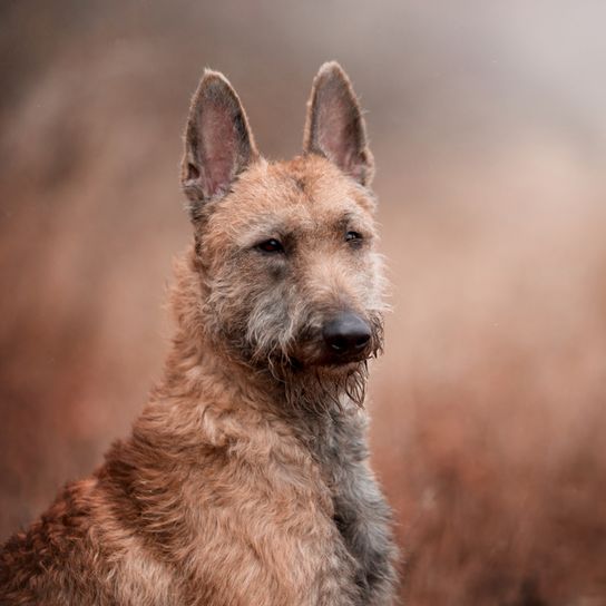 Laekenois, retrato, raza de perro de Bélgica, perro pastor belga, perro de pelo de alambre, perro pastor de pelo áspero, raza de perro grande, orejas puntiagudas en perro