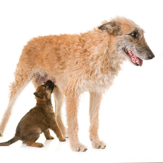 Laekenois con cachorro, raza de perro de Bélgica, perro pastor belga, perro de pelo de alambre, perro pastor de pelo áspero, raza de perro grande, orejas puntiagudas en perro