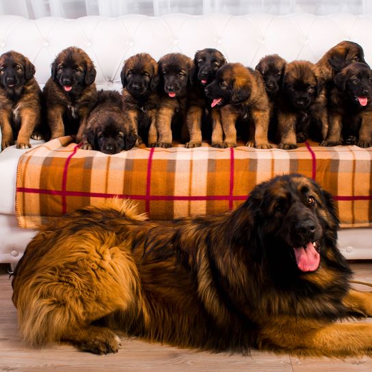 Perro, Mamífero, Vertebrado, Raza de perro, Canidae, Leonberger con cachorros, Carnívoro, Raza de perro gigante, Grupo deportivo, Raza similar al Perro de montaña de Estrela,