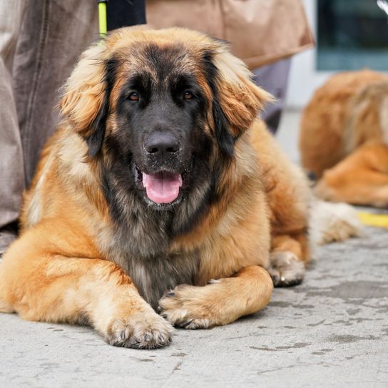 Perro, mamífero, vertebrado, raza de perro, Canidae, Leonberger grande, carnívoro, raza de perro gigante, raza similar al Perro de Montaña de Estrela, hocico, raza de perro alemán de pelo largo, perro grande de color marrón con cara oscura, pelo largo