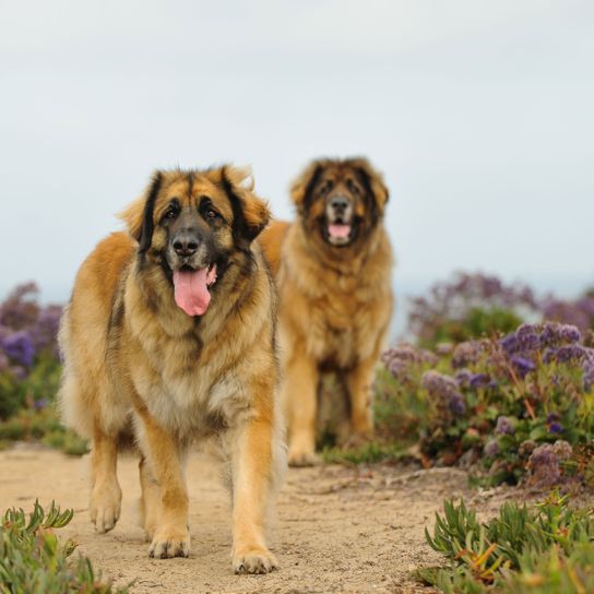 Mamífero, perro, vertebrado, Canidae, carnívoro, raza de perro, fauna, grupo deportivo, Leonberger marrón claro en pradera