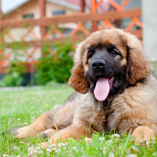 Perro, mamífero, vertebrado, raza de perro, Canidae, cachorro de Leonberger, carnívoro, grupo deportivo, hocico, raza de perro gigante, perro grande de pelo marrón y hocico negro