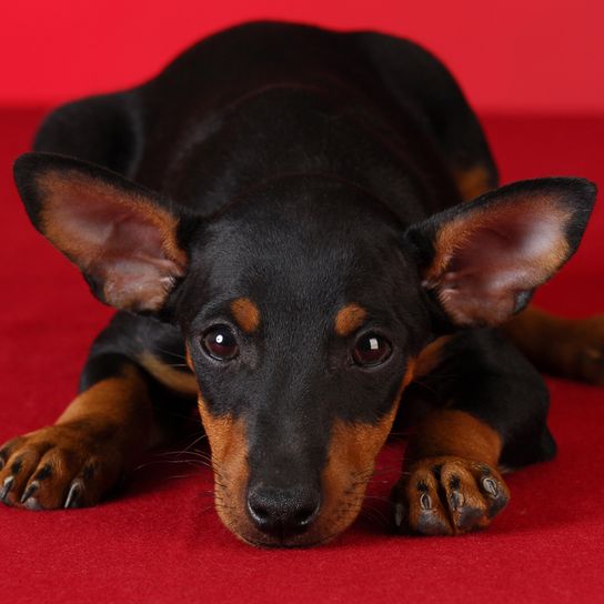 pinchazo en las orejas del perro, Manchester Terrier cachorro con grandes orejas