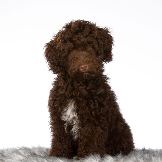 labradoodle marrón Perro, Vertebrado, Mamífero, Cánido, Perro similar al perro de aguas español, Carnívoro, Marrón, Raza similar al perro de aguas portugués, Grupo deportivo, Labradoodle marrón, Mezcla de caniche, Mezcla híbrida, Raza hipoalergénica