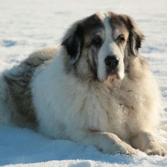 Mastín de los Pirineos, Mastín del Pirineo, raza de perro grande de España, perro de pastoreo, perro de granja, perro no principiante, raza de perro tranquilo, raza de perro gigante, perro más grande del mundo, perro de pelo largo, perro blanco gris con orejas en triángulo