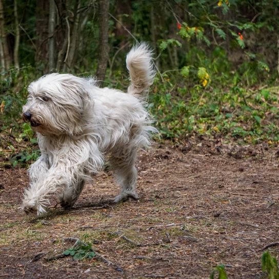 Perro con pelaje largo, perro corriendo por el camino del bosque y su pelaje ondeando al viento, el caniche ovejero en realidad no es un caniche y pertenece al antiguo perro pastor alemán
