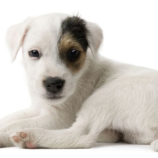 perro, mamífero, vertebrado, raza de perro, Canidae, cachorro, perro de compañía, carnívoro, Russell Terrier, Parson Russell Terrier cachorro de color blanco con un ojo negro marrón