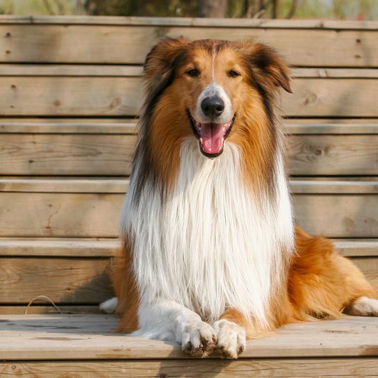 Collie de pelo largo marrón blanco con orejas de punta y pelo muy largo, perro de tamaño medio con mucho pelo, perro lassie con hocico muy largo