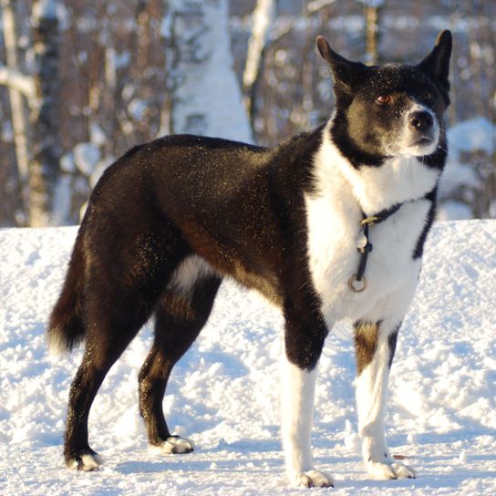 Descripción de la raza del Perro Oso de Carelia, raza de perro finlandés, perro de Finlandia, perro blanco y negro con orejas puntiagudas, perro parecido al Husky, perro parecido al Spitz, raza de caza, raza de perro independiente, raza de perro no principiante, aspecto de panda en el perro, Björnhund, Karjalankarhukoira, perro grande