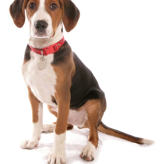 Cachorro Hamiltonstövare, perro Hamilton sentado sobre fondo blanco, cachorro macho, perro parecido al beagle, perro tricolor, perro de caza, perro de Suecia, raza sueca, perro con orejas caídas