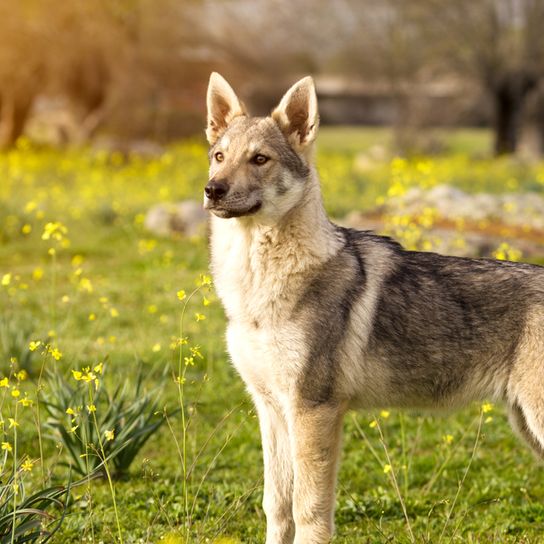 Wolfhound checoslovaco, Československý vlčiak, Československý vlčák, Wolfhound, perro de la República Checa, raza canina de gran tamaño con orejas puntiagudas.