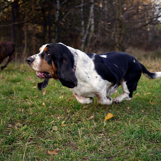 Perro blanco marrón negro corriendo rápido por un prado verde, basset corriendo, perro con largas orejas caídas y pelaje corto hasta la rodilla