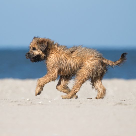 Un cachorro de pastor catalán corre por la arena junto al mar