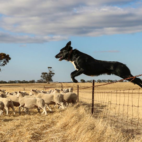 Perro pastor australiano, Kelpie, perro blanco y negro pastoreando ovejas, perro saltando la valla a las ovejas