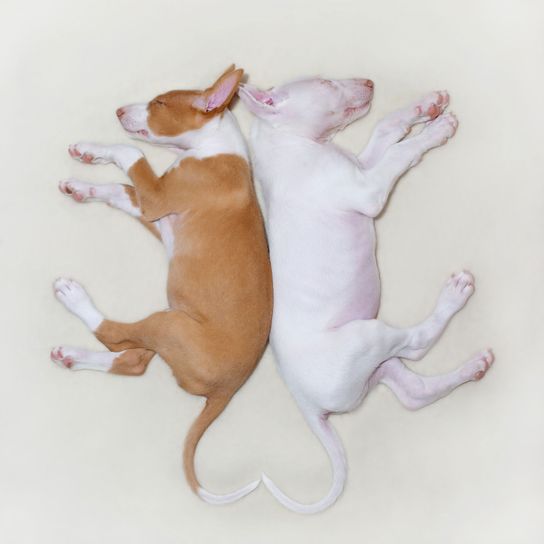 Canidae, perro, raza de perro, cachorro, carnívoro, cola, cachorros de Podenco Ibiza en blanco y marrón-blanco, cachorros cuya cola forma un corazón, pequeños cachorros blancos