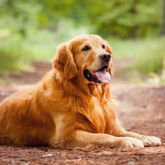 Perro, mamífero, vertebrado, raza de perro, Canidae, golden retriever rojo, retriever, carnívoro, grupo deportivo, perro de compañía,