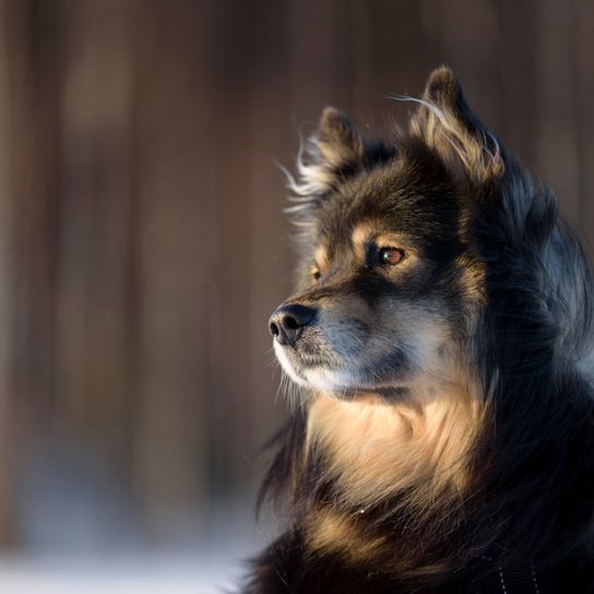Lapphund finlandés blanco marrón, blanco negro, hermoso perro con pelaje largo similar al Husky