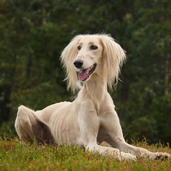 Perro, mamífero, vertebrado, Canidae, raza de perro, Saluki, carnívoro, galgo sedoso, perro de compañía, galgo con pelo largo en las orejas, perro muy delgado, perro grande de raza rubia, perro parecido al Borzoi