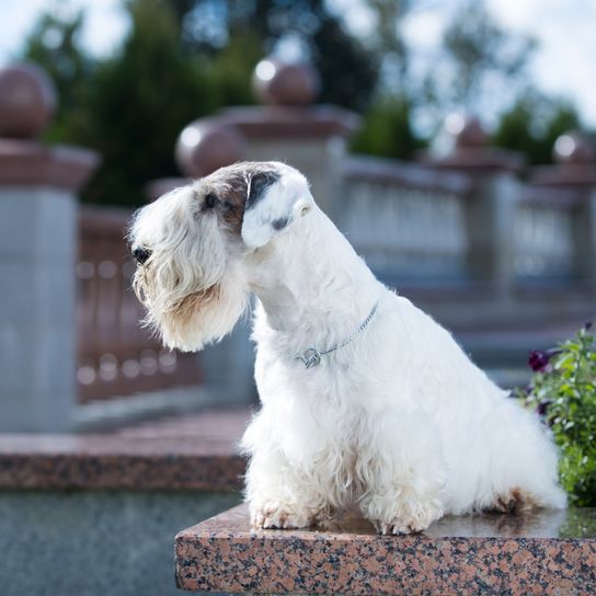 Sealyham Terrier blanco sentado en una pared, pequeño perro principiante blanco con pelaje ondulado, orejas triangulares, perro con muchos pelos en el hocico, perro de familia, raza de perro de Gales, raza de perro de Inglaterra, raza de perro británica