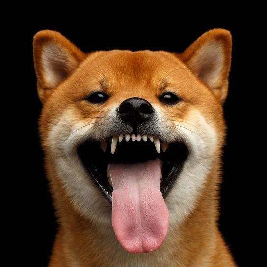 perro, mamífero, vertebrado, raza de perro, Canidae, Shiba inu, expresión facial, carnívoro, perro similar al Akita inu, cara de un Shiba con la lengua fuera y mostrando los dientes, mordedura de perro, perro rojo con orejas puntiagudas