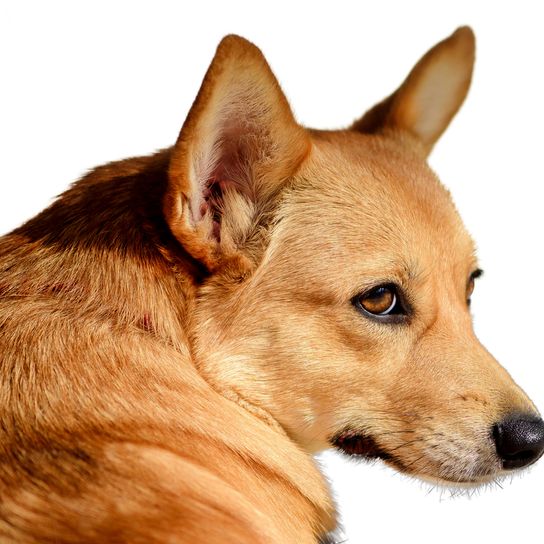 Cabeza de Spitz finlandés, perro con orejas paradas, raza de perro rojo, perro similar al Spitz alemán, Karelo-Finnish Laika, Suomenpystykorva