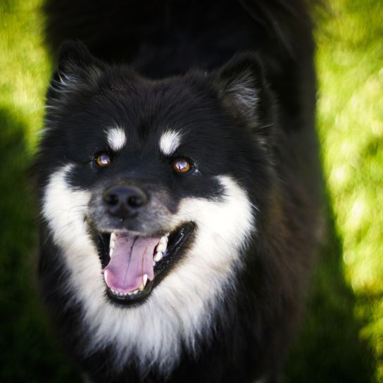 Lapphund blanco y negro de Finlandia, perro de pelo largo similar al Husky