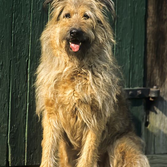 El viejo perro pastor alemán también se llama caniche de oveja, de pelaje largo y áspero con orejas caídas y de tamaño mediano.