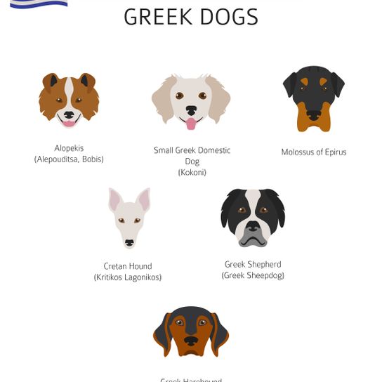 Raza canina griega, Perros pastores de Grecia, Raza canina primitiva, Infografía