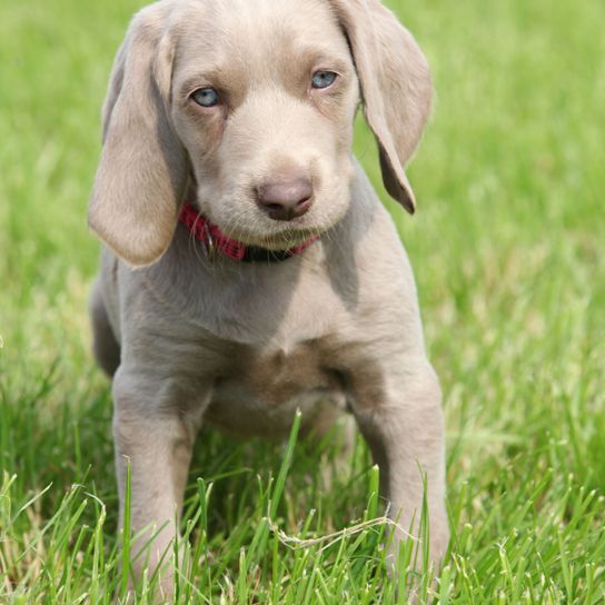 Perro, mamífero, Weimaraner, vertebrado, raza de perro parecida al Magyar Vizsla, perro gris grande, cachorro de Weimaraner, ojos azules