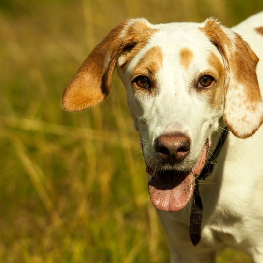 Foxhound américain rouge blanc, adulte grand chien de chasse d'Amérique, chien semblable au Beagle mais grand.