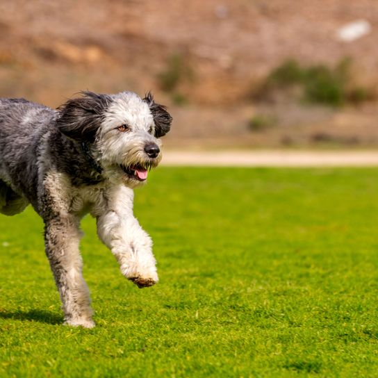 Chien, Mammifère, Vertébré, Race de chien, Canidé, Carnivore, Groupe sportif, Chien de troupeau, Herbe, Race rare (chien), Aussiedoodle tacheté traverse la prairie en courant.