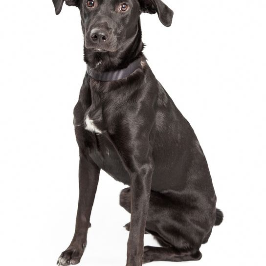 Aussiedor noir Aussiedor in black est un mélange hybride de Labrador Retriever et de Berger australien, chien noir avec un point blanc sur la poitrine, race mixte hybride, chien de taille moyenne avec un comportement de gardien de troupeau, chien de troupeau, chien de famille.