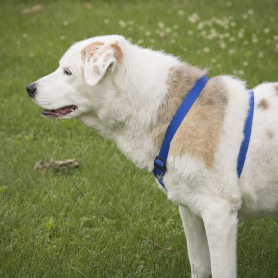 Aussiedor blanc Berger australien mongrel, mélange hybride de Labrador et de Berger australien, mélange Aussie, Labimix, mélange de Labrador à poils longs, chien de race brune et blanche aux oreilles pointues.