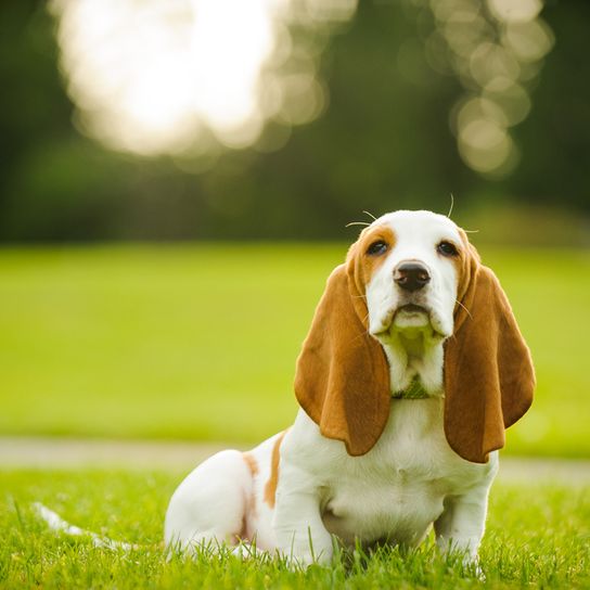 Chiot Basset marron avec de très longues oreilles tombantes, assis dans une prairie verte.