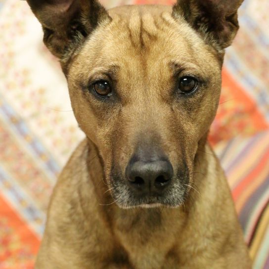 Description de la race Black Mouth Cur, chien musclé d'Amérique, chien marron avec museau noir et oreilles inclinées et oreilles dressées.