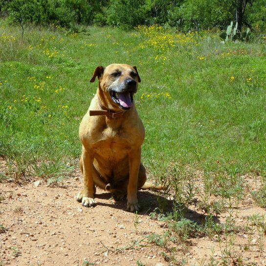 Le Black Mouth Cur est une race de chien américaine non reconnue par la FCI, il peut être jaune, chien à la face noire, grand chien musclé qui sert de chien de garde et de chien de chasse.