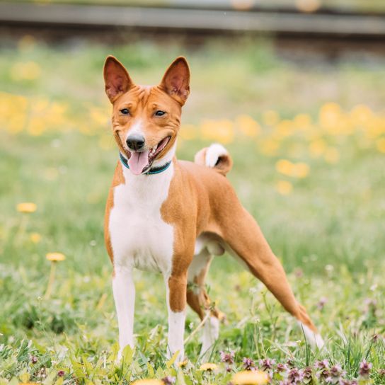 Chien, mammifère, vertébré, race de chien, Canidae, carnivore, basenji, chien de chasse, basenji brun blanc debout sur un pré fleuri