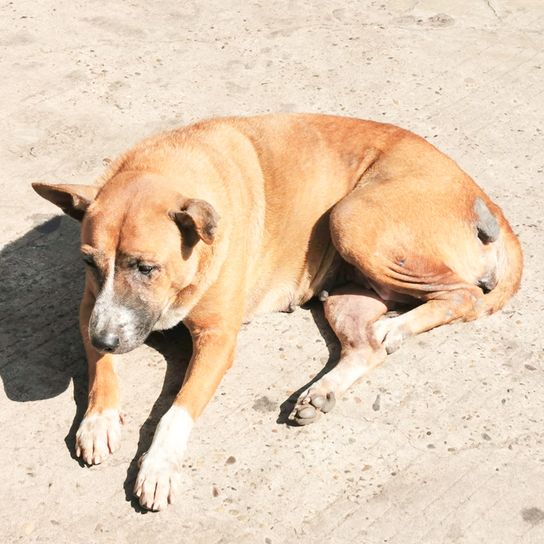 Bouche noire tempérament Cur, chien noir marron avec pattes blanches couché sur le sol en Amérique, race de chien américaine
