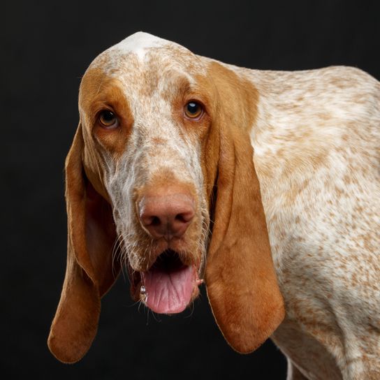 Bracco Italiano, chien de race italienne, chien d'arrêt italien, chien de chasse aux longues oreilles tombantes, chien blanc marron, chien rouge