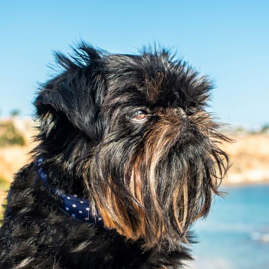 chien, Canidae, race de chien, mammifère, carnivore, muselière, groupe sportif, snood, griffon nain belge brun foncé devant la mer avec collier de chien tacheté